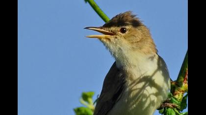 Büyük kamışçın