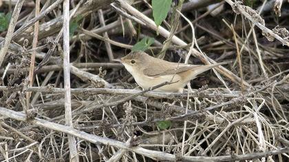 Çalı kamışçını