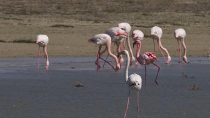 Küçük flamingo