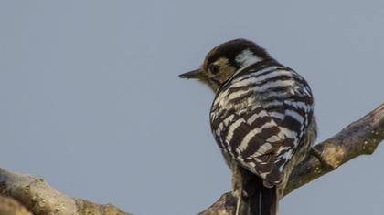 Küçük ağaçkakan