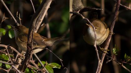Çalı kamışçını