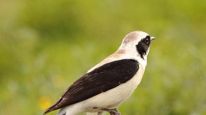 Karakulaklı kuyrukkakan