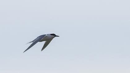 Sandwich Tern