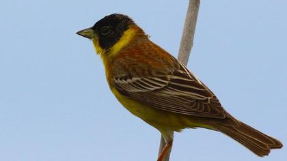 Karabaşlı kirazkuşu