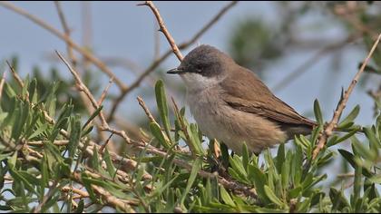 Küçük akgerdanlı ötleğen