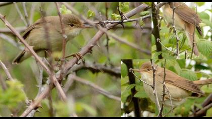 Çalı kamışçını