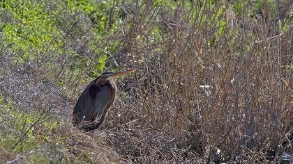 Erguvani balıkçıl