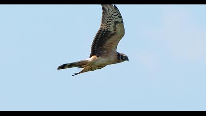 Pallid Harrier