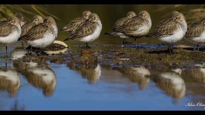 Karakarınlı kumkuşu
