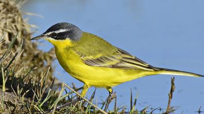 Sarı kuyruksallayan