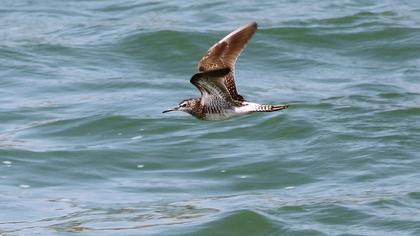 Orman düdükçünü