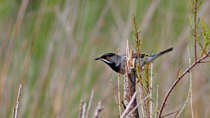 Karaboğazlı ötleğen
