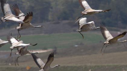 Common Crane