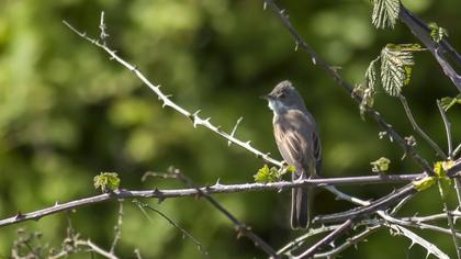 Akgerdanlı ötleğen