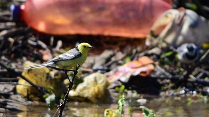 Sarıbaşlı kuyruksallayan