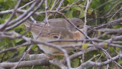 Bıyıklı ötleğen