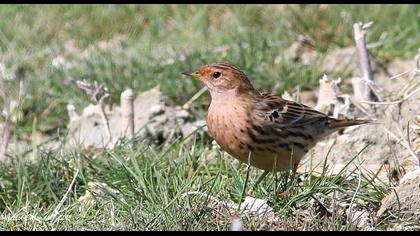 Kızılgerdanlı incirkuşu