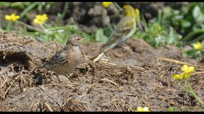 Kızılgerdanlı incirkuşu