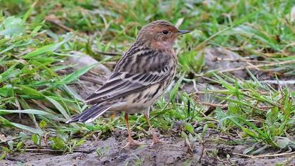 Kızılgerdanlı incirkuşu