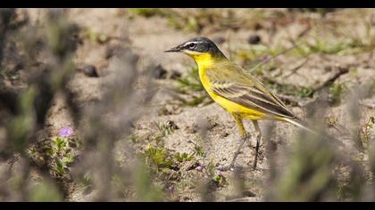 Sarı kuyruksallayan