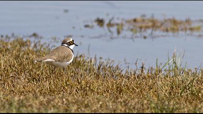 Halkalı küçük cılıbıt