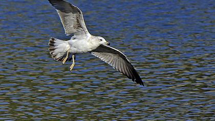 Küçük gümüş martı