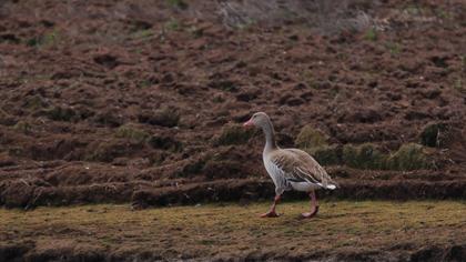 Greylag Goose