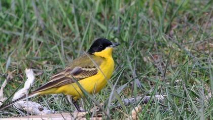 Sarı kuyruksallayan