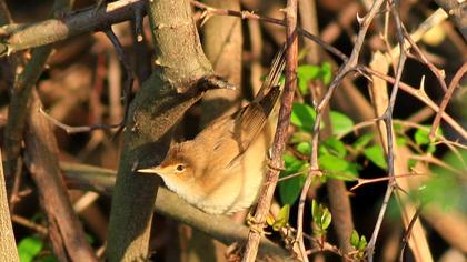 Çalı kamışçını