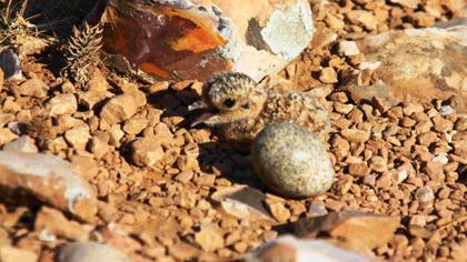Cream-colored Courser