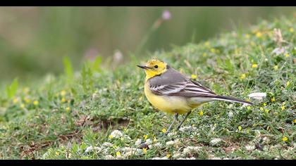 Sarıbaşlı kuyruksallayan