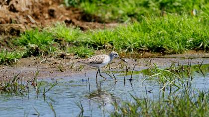 Bataklık düdükçünü