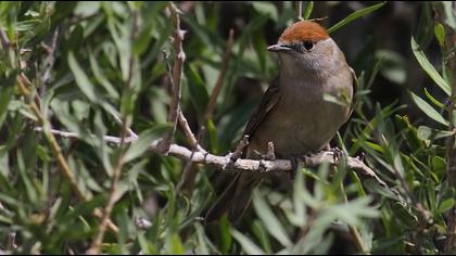 Karabaşlı ötleğen