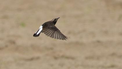 Kıbrıs kuyrukkakanı