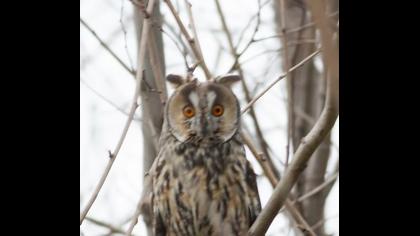 Kulaklı orman baykuşu