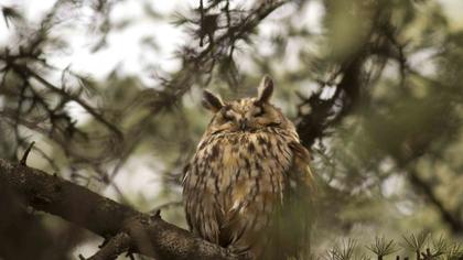 Kulaklı orman baykuşu