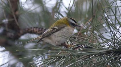 Sürmeli çalıkuşu