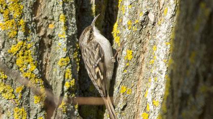 Bahçe tırmaşıkkuşu