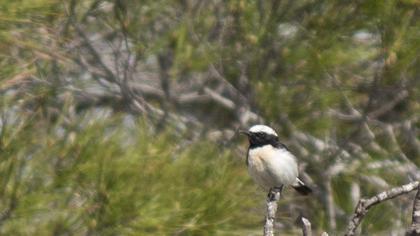 Karakulaklı kuyrukkakan