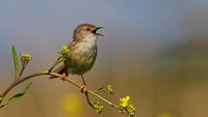 Dikkuyruklu ötleğen