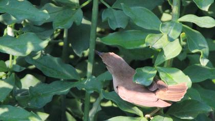 Çalı kamışçını