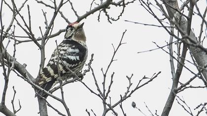 Küçük ağaçkakan