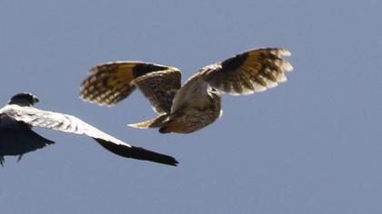 Kulaklı orman baykuşu