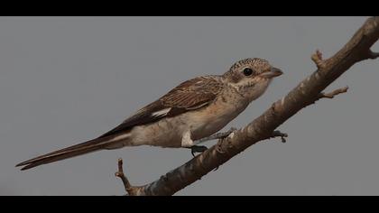 Maskeli örümcekkuşu