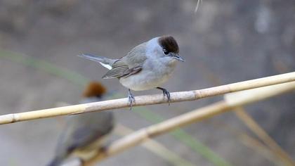 Karabaşlı ötleğen
