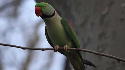 İskender papağanı