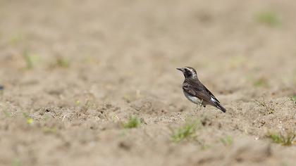 Kıbrıs kuyrukkakanı