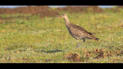 Whimbrel