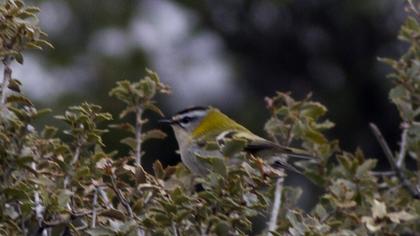 Sürmeli çalıkuşu
