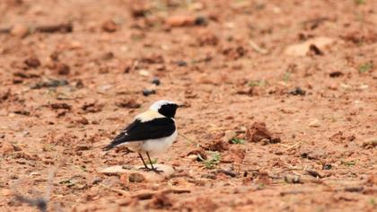 Black-eared Wheatear